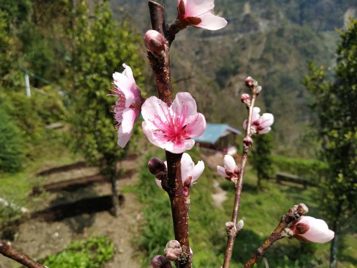 Enchanted Forest Farmstay Gangtok Zewnętrze zdjęcie
